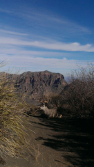 Odocoileus virginianus carminis