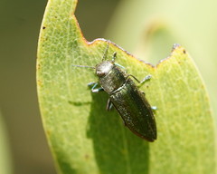 Melobasis obscurella