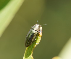 Melobasis obscurella