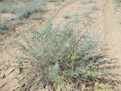 Artemisia marschalliana
