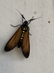 Eriphioides