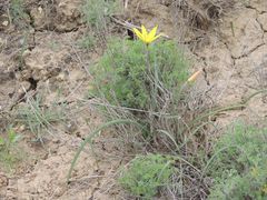 Artemisia pauciflora