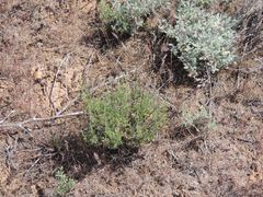 Artemisia pauciflora