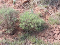 Artemisia pauciflora