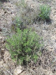 Artemisia pauciflora