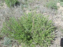 Artemisia pauciflora