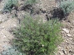 Artemisia pauciflora