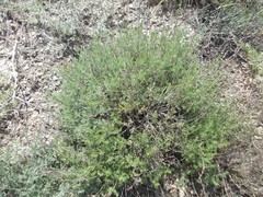 Artemisia pauciflora