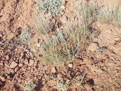 Artemisia pauciflora