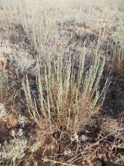 Artemisia pauciflora