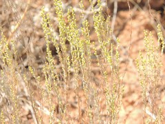 Artemisia pauciflora