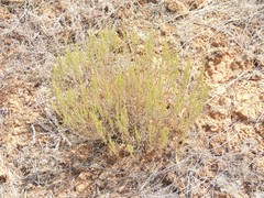 Artemisia pauciflora