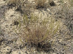 Artemisia pauciflora