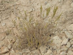 Artemisia pauciflora