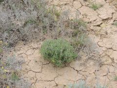 Artemisia pauciflora