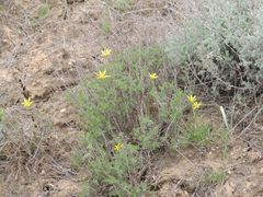 Artemisia pauciflora