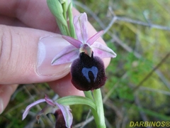 Ophrys ferrum-equinum