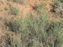 Asparagus inderiensis