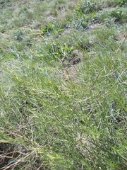 Asparagus inderiensis