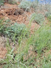 Asparagus inderiensis