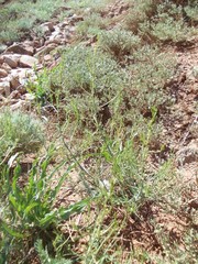 Asparagus inderiensis