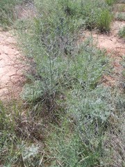 Asparagus inderiensis