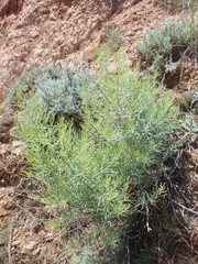 Asparagus inderiensis