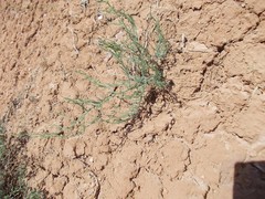 Asparagus inderiensis