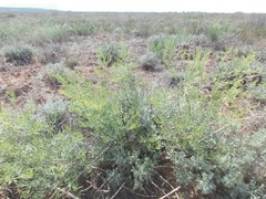 Asparagus inderiensis