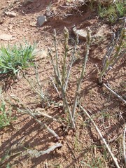 Asparagus inderiensis