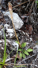 Primula nivalis subintegerrima