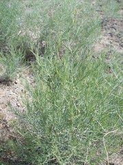 Asparagus inderiensis