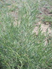 Asparagus inderiensis