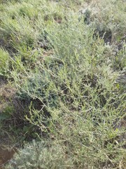 Asparagus inderiensis