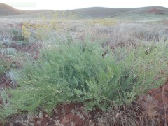 Asparagus inderiensis