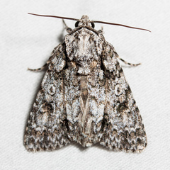 Acronicta marmorata