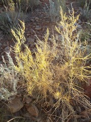 Asparagus inderiensis