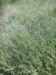 Asparagus inderiensis