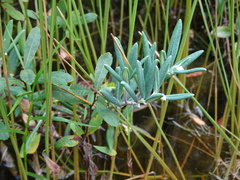 Andromeda polifolia glaucophylla