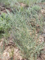 Asparagus inderiensis