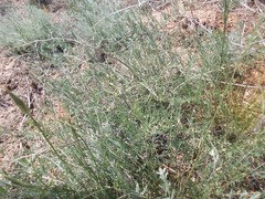 Asparagus inderiensis