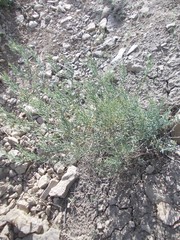 Asparagus inderiensis