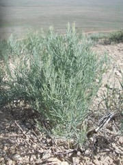 Asparagus inderiensis