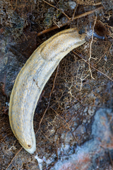 Arion fasciatus