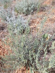 Asparagus inderiensis