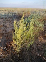 Asparagus inderiensis