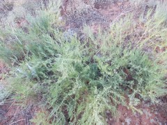 Asparagus inderiensis