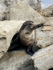 Arctocephalus forsteri