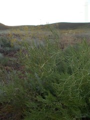 Asparagus inderiensis