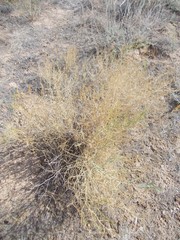 Asparagus inderiensis